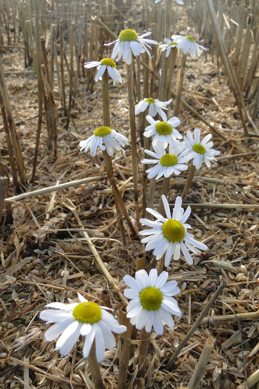 daisy and straw land art