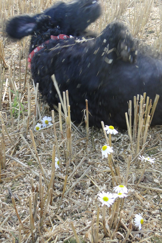 dog rolling on daisies and straw!
