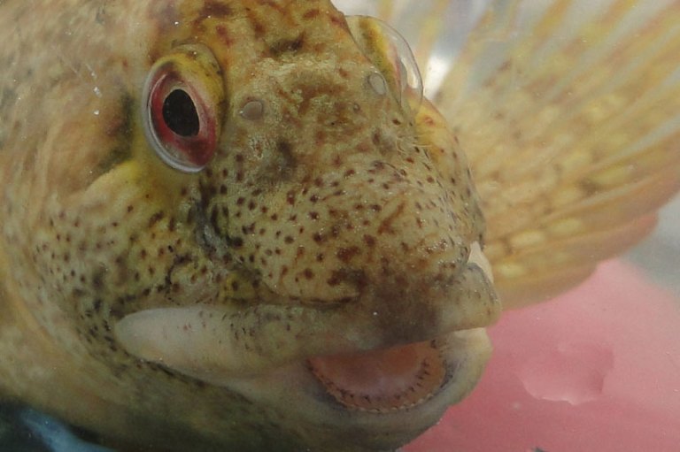 a fish from a rockpool