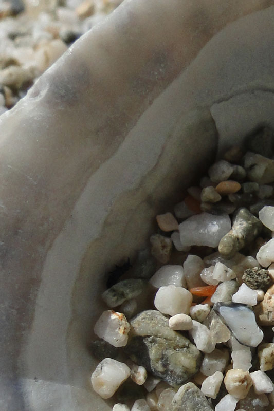 a close up photo of a shell and sand