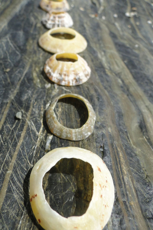 shells arranged on a rock