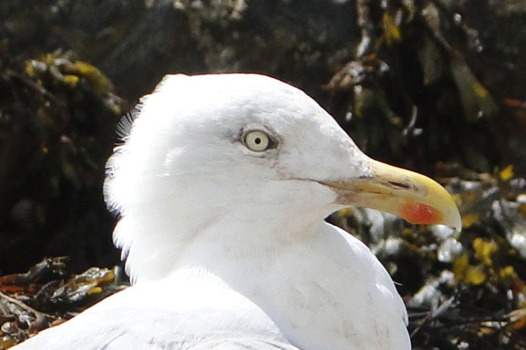 a seagull