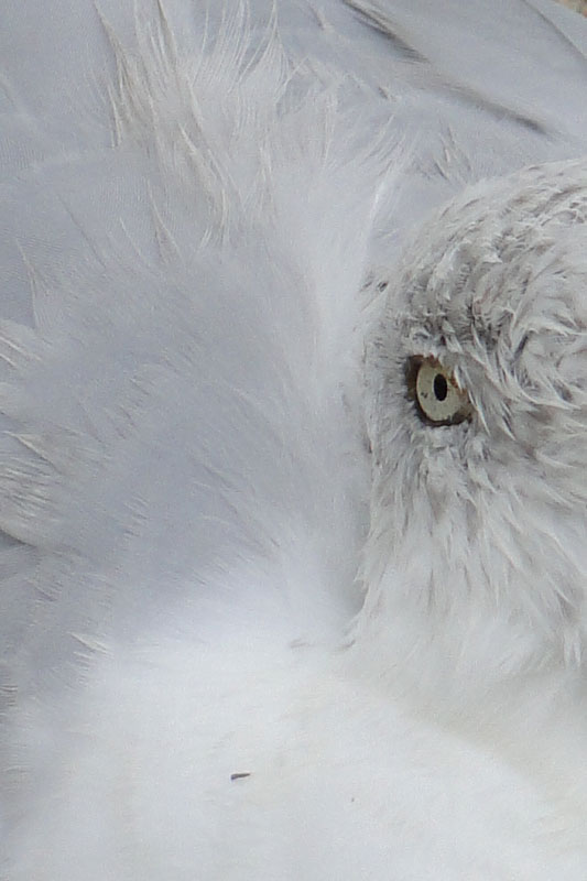 a close up of a seagull