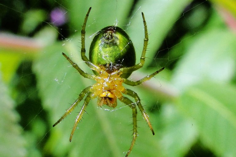 a spider