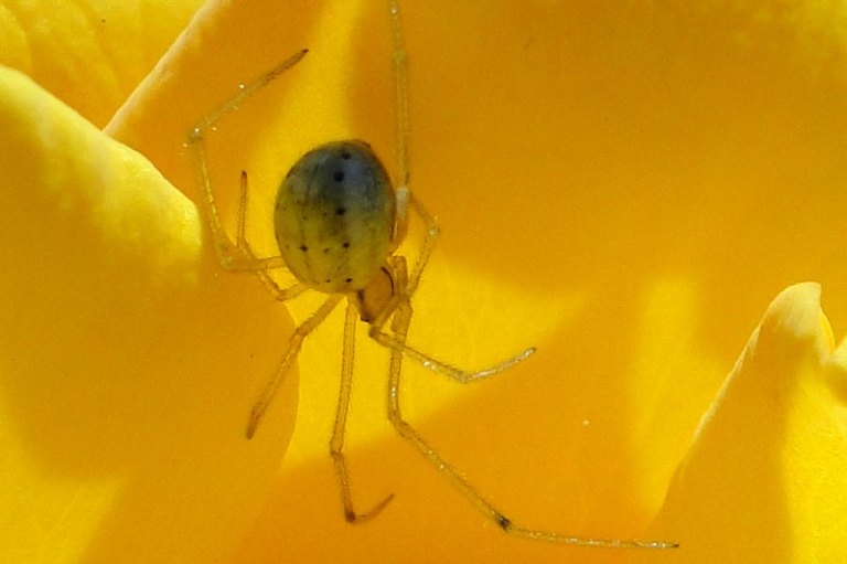 a spider
