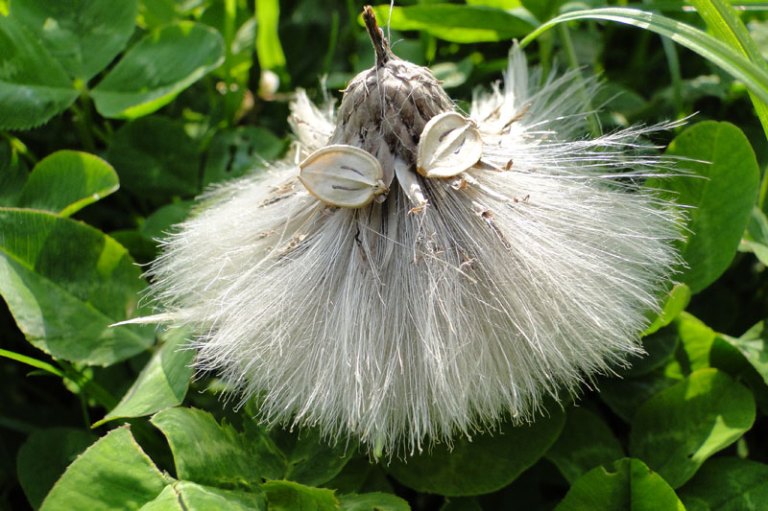 Thistles a thistle creature