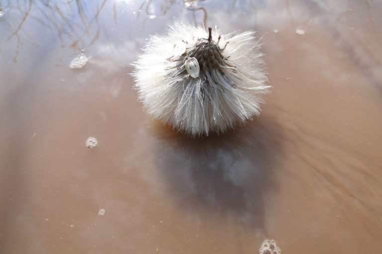 Thistles a thistle creature