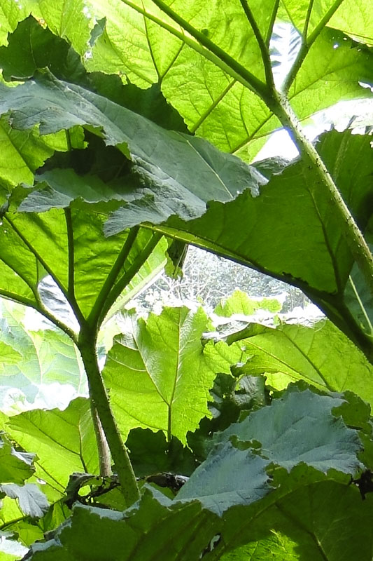 Gunnera leaves