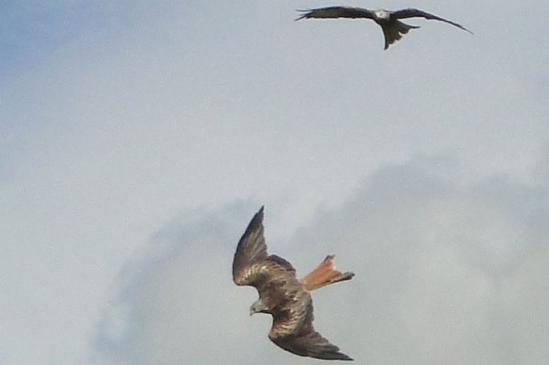 Colour if the week is.... Red Kites