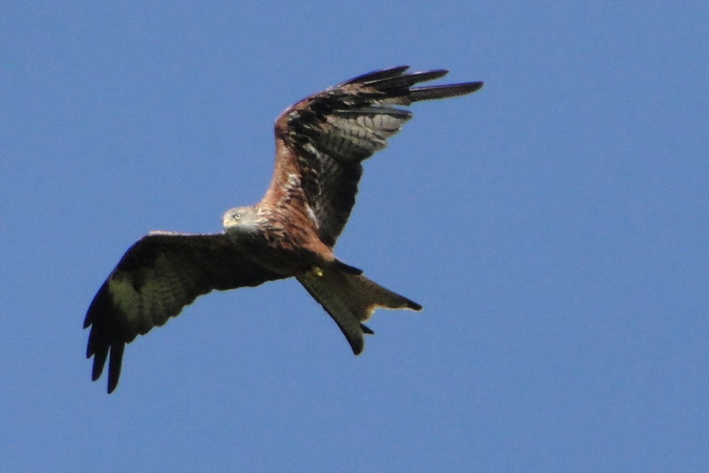 A Red Kite
