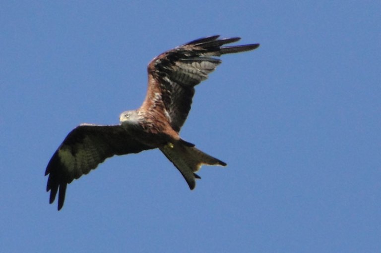 Colour of the week is..... A Red Kite