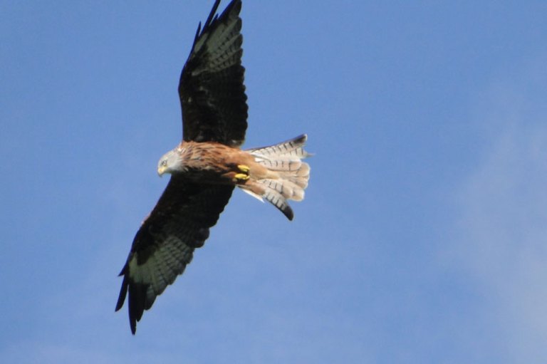 Colour of the week is... A Red Kite