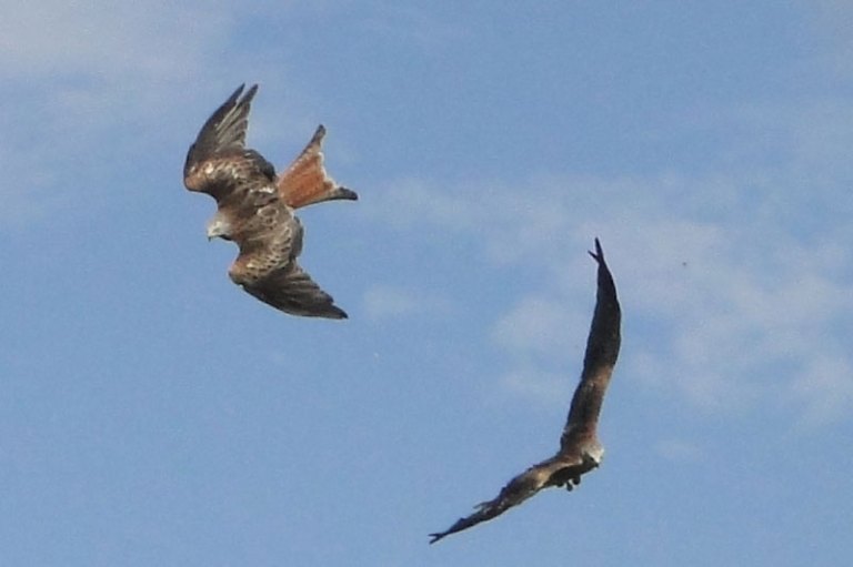 Colour of the week is..... Red Kites