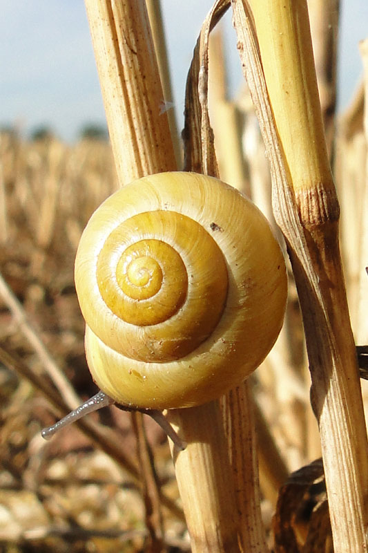 snail on straw