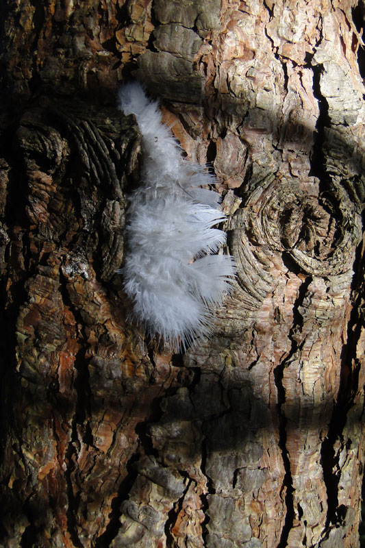 feather and bark