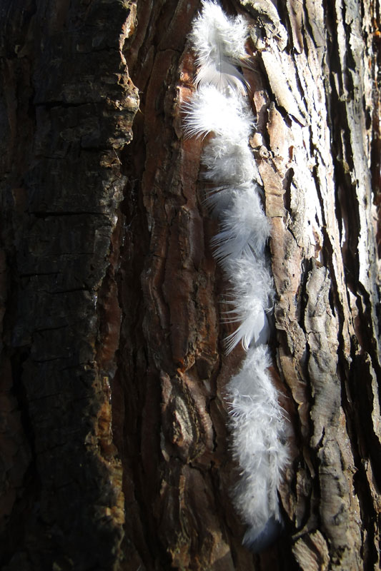 feather and bark