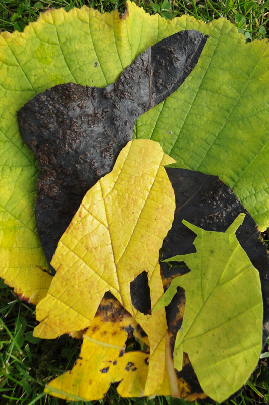 beetle, bird and hare