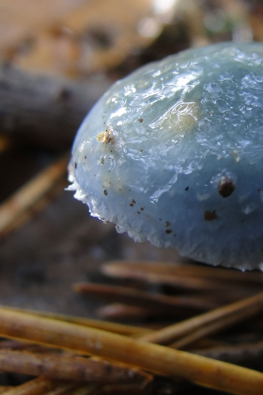 blue roundhead toadstool
