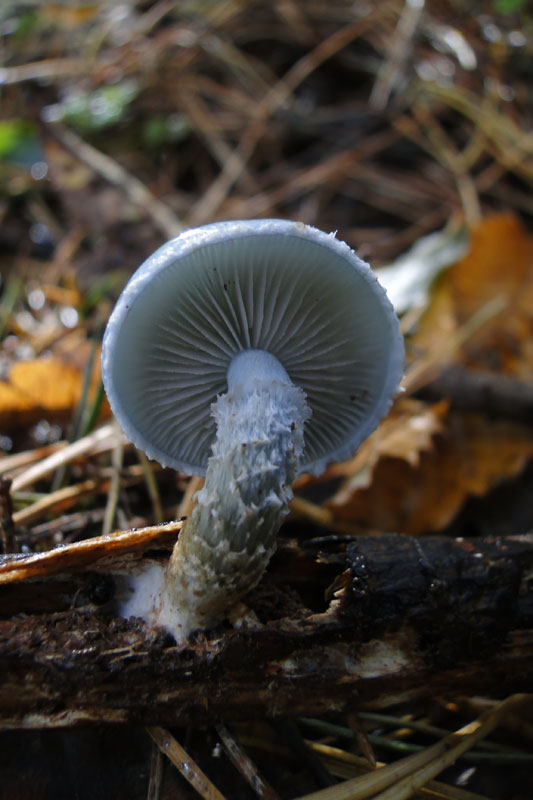 blue roundhead toadstool