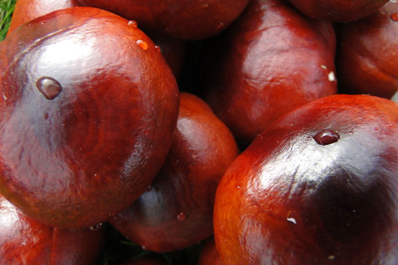 conkers