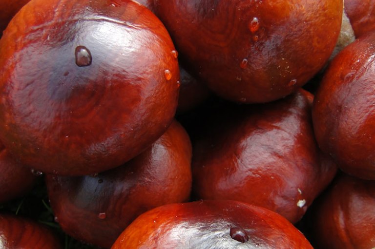 conkers