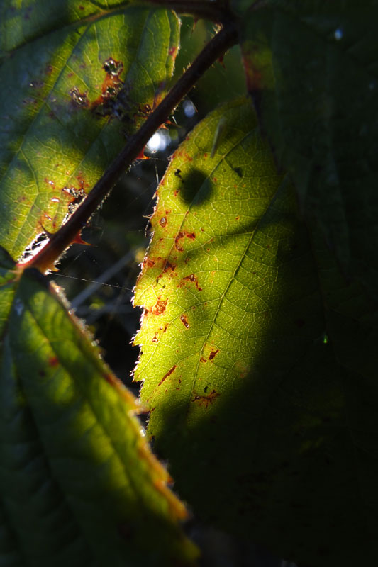 Face in leaves