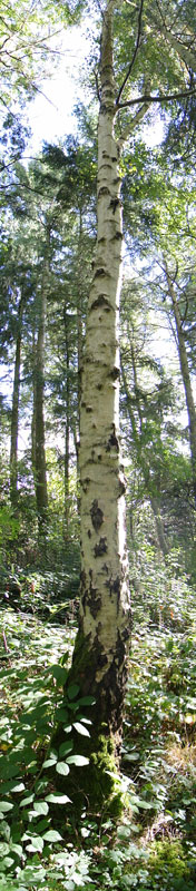 birch tree