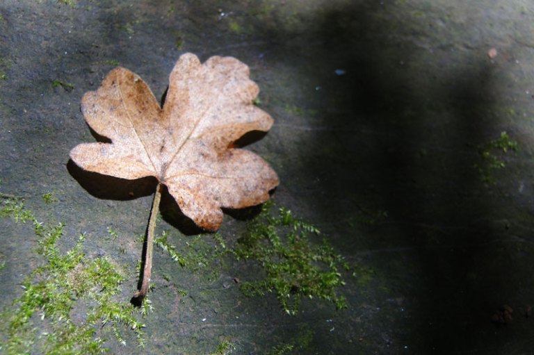 leaf on stone