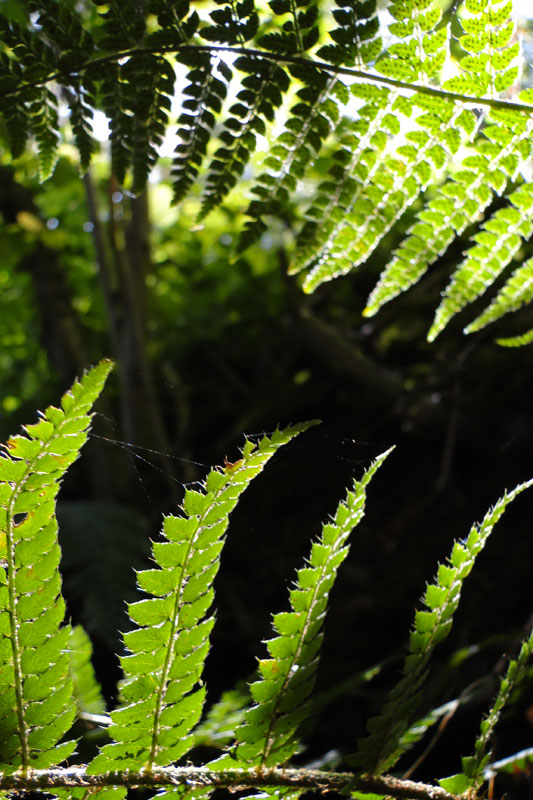 ferns