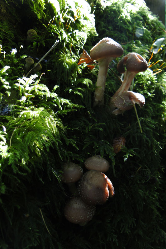 fungi and moss
