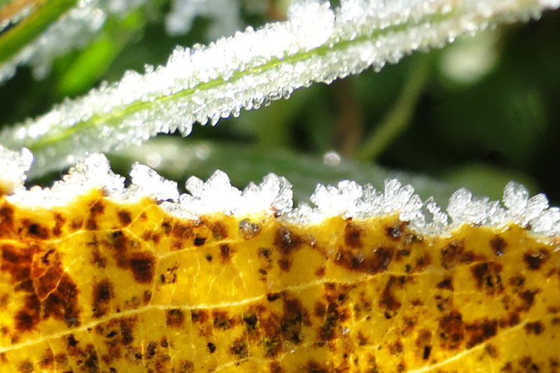 frost