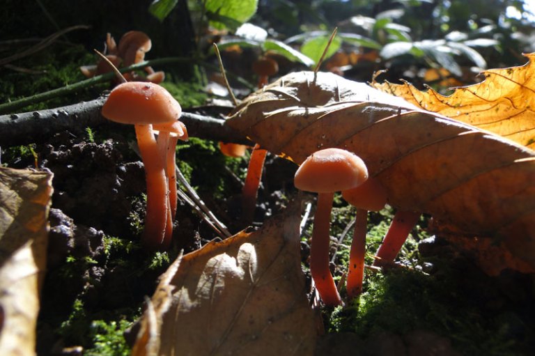 Sit, stay and look away fungi