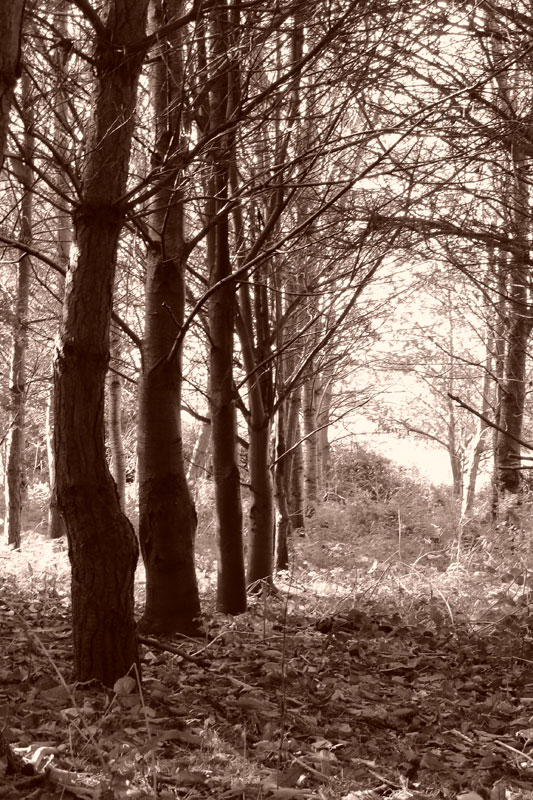 Sit, stay and look away woodland