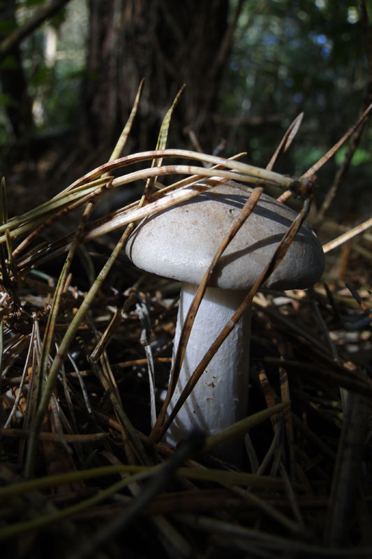 Sit, stay and look away fungi