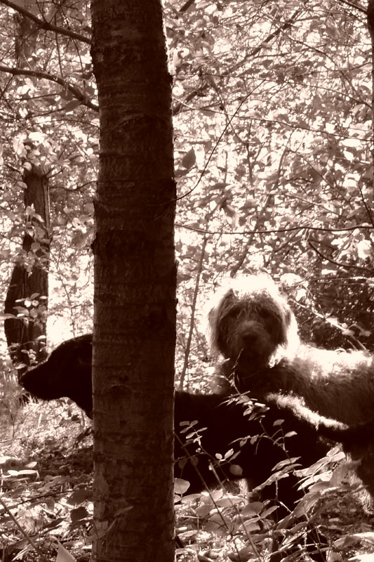 Sit, stay and look away labradoodles
