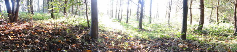 woodland