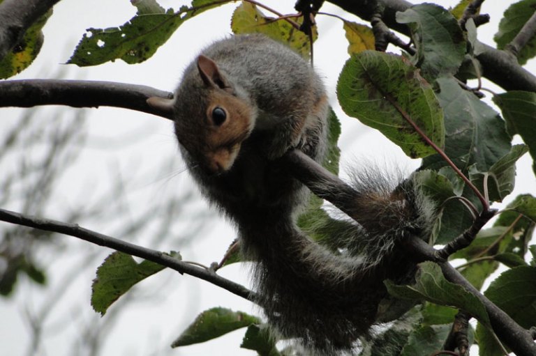 grey squirrel