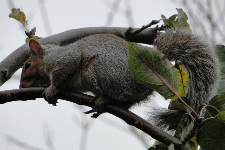 grey squirrel