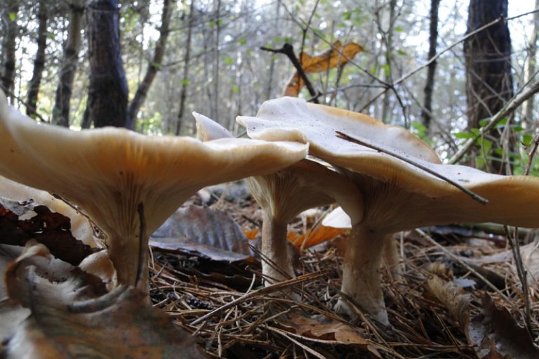 woodland fungi