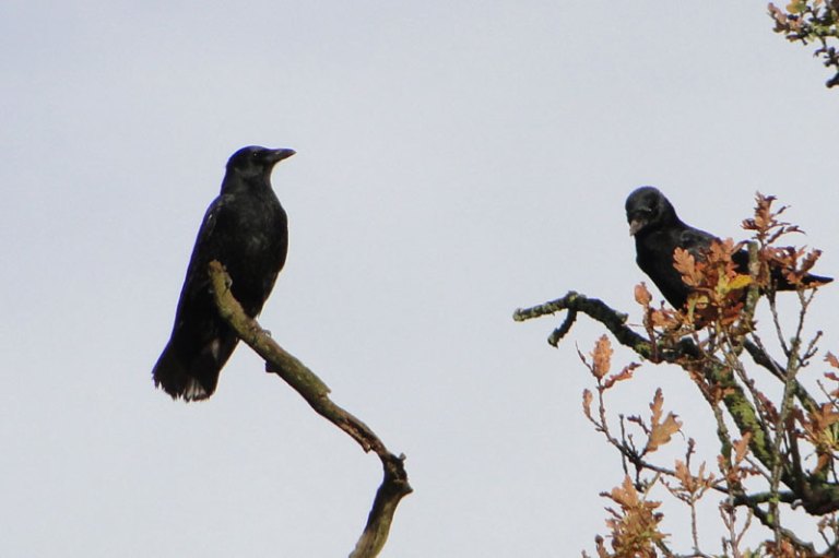 two crows