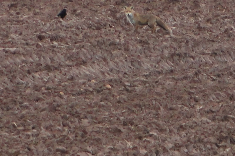 fox and crow