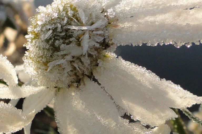 frosted flower