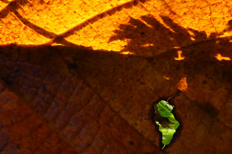 shadows through autumn leaves