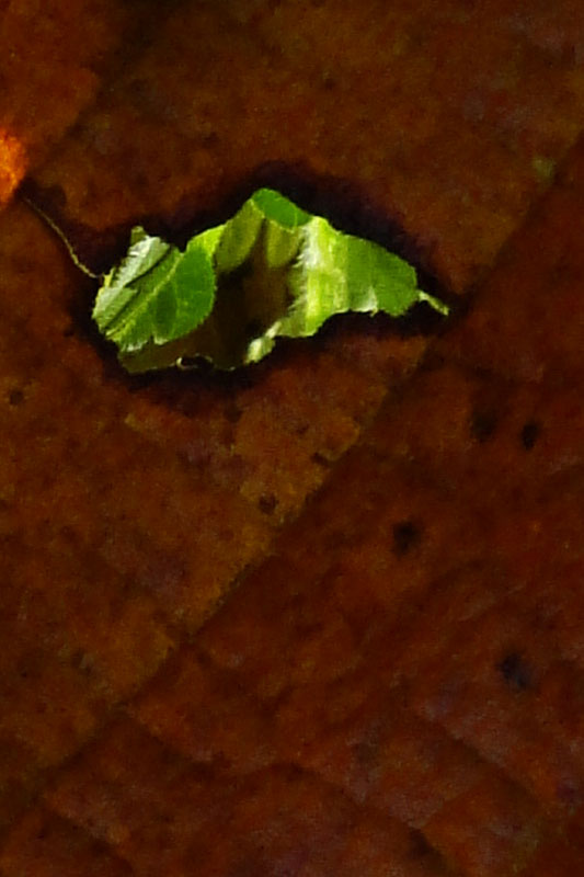 shadows through autumn leaves