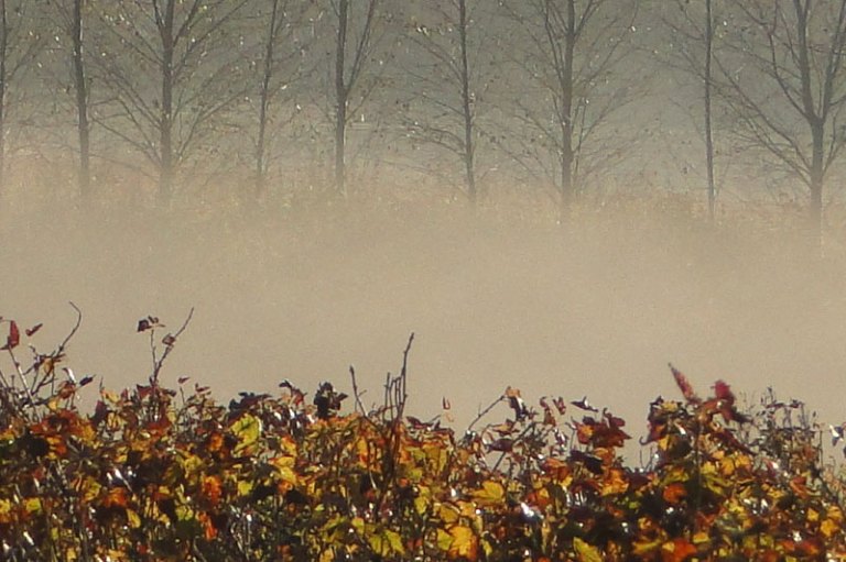 misty morning