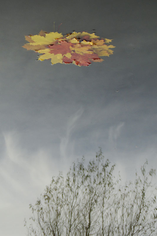autumn leaves on pond