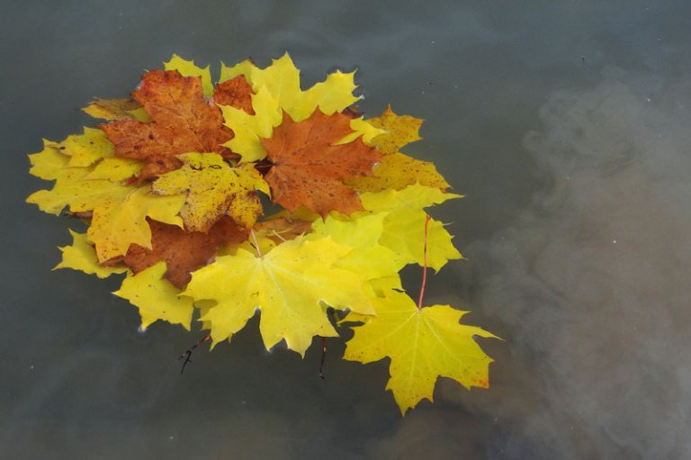 autumn leaves on pond