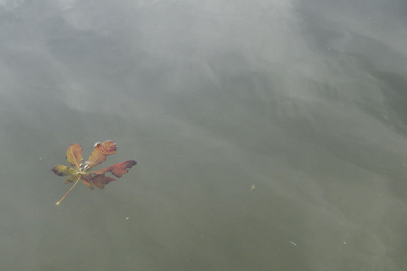 autumn leaf on pond