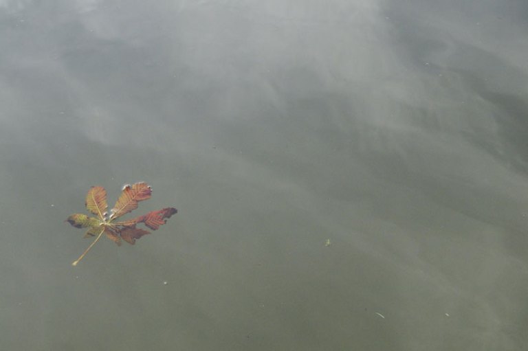autumn leaf on pond