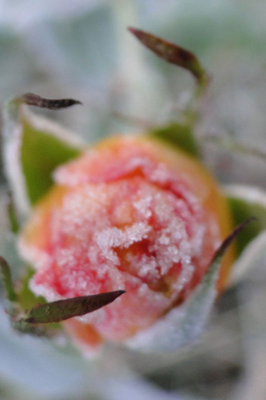 frosted rose